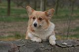 CORGI PEMBROKE 1449